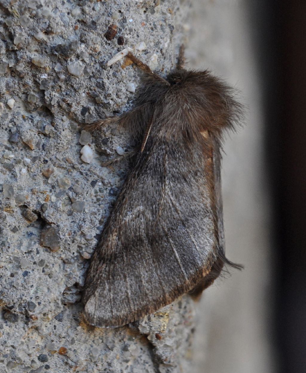 Noctuidae?  No, Notodontidae: Thaumetopoea processionea